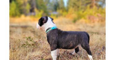 9 weeks old female brindle puppy