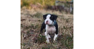 9 weeks old female brindle puppy