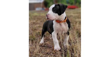 9 weeks old female brindle puppy
