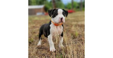 9 weeks old female brindle puppy