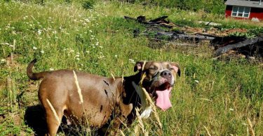 9 weeks old female brindle puppy