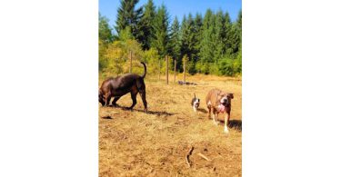 9 weeks old female brindle puppy