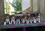 Beagle puppies for sale