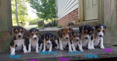 Beagle puppies for sale