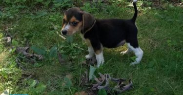 Beagle puppies for sale
