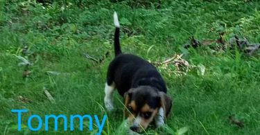 Beagle puppies for sale