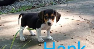 Beagle puppies for sale