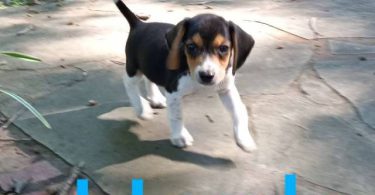 Beagle puppies for sale