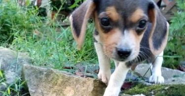 Beagle puppies for sale