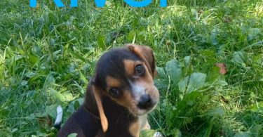 Beagle puppies for sale