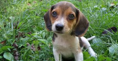 Beagle puppies for sale