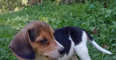 Beagle puppies for sale