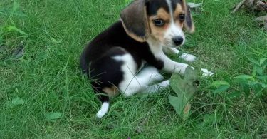 Beagle puppies for sale