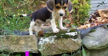 Beagle puppies for sale