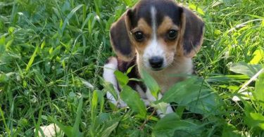 Beagle puppies for sale