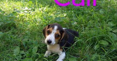 Beagle puppies for sale