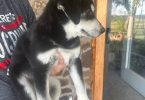 Husky Lab mix puppies