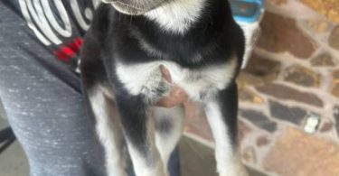 Husky Lab mix puppies