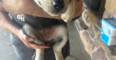 Husky Lab mix puppies