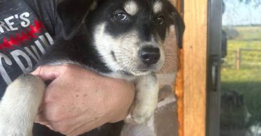 Husky Lab mix puppies