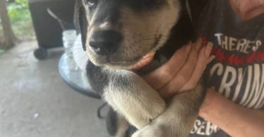 Husky Lab mix puppies
