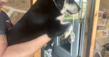 Husky Lab mix puppies