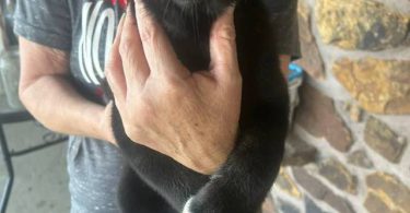 Husky Lab mix puppies