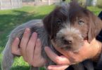 Korthals Griffon puppies