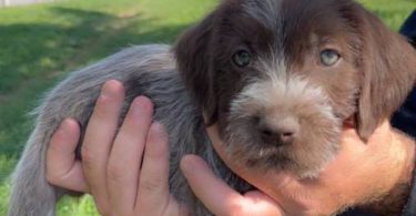 Korthals Griffon puppies
