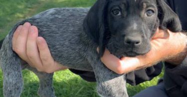 Korthals Griffon puppies