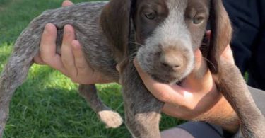 Korthals Griffon puppies
