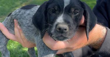 Korthals Griffon puppies