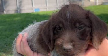 Korthals Griffon puppies