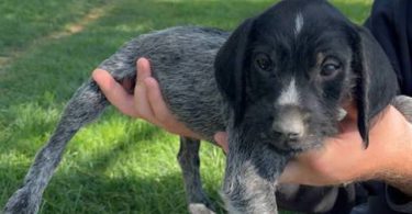 Korthals Griffon puppies