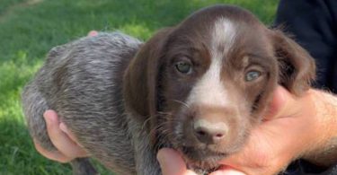 Korthals Griffon puppies