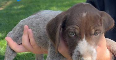 Korthals Griffon puppies