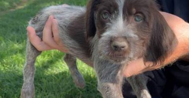 Korthals Griffon puppies