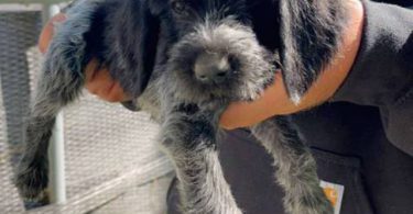 Korthals Griffon puppies