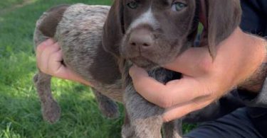 Korthals Griffon puppies