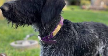 Korthals Griffon puppies