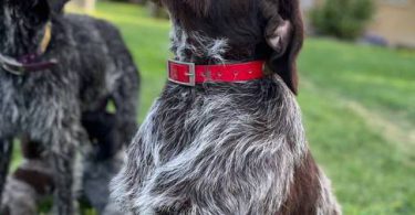Korthals Griffon puppies