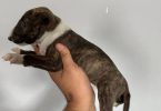 Coco Needs a Loving Home - $1500 (Negotiable)