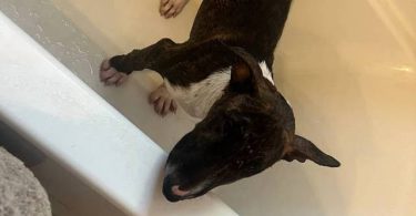 Coco Needs a Loving Home - $1500 (Negotiable)