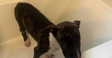 Coco Needs a Loving Home - $1500 (Negotiable)