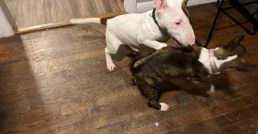 Coco Needs a Loving Home - $1500 (Negotiable)
