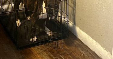 Coco Needs a Loving Home - $1500 (Negotiable)