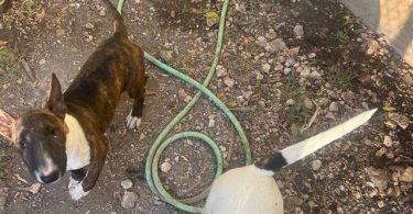 Coco Needs a Loving Home - $1500 (Negotiable)