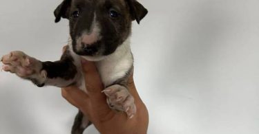 Coco Needs a Loving Home - $1500 (Negotiable)