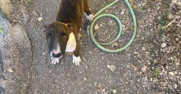 Coco Needs a Loving Home - $1500 (Negotiable)