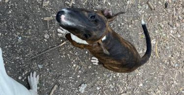 Coco Needs a Loving Home - $1500 (Negotiable)
